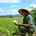 Agricultor familiar tem até hoje para enviar proposta de até R$ 30 mil em compra do governo no DF